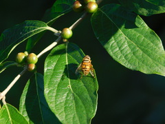 Eristalina