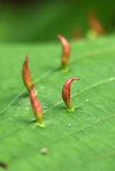 Eriophyes tiliae
