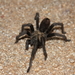 Aphonopelma iodium - Photo (c) R.J. Adams, some rights reserved (CC BY-NC), uploaded by R.J. Adams