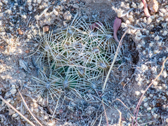 Coryphantha