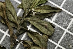 Hygrophila polysperma