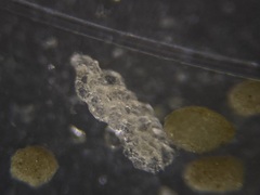 Spiroplectamminoidea