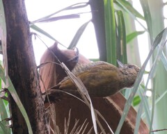 Dryobates passerinus