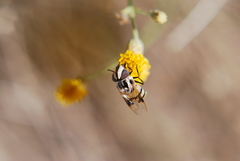 Copestylum fornax