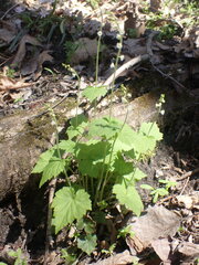 Mitella diphylla
