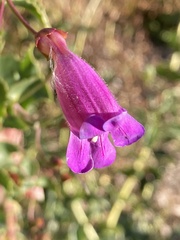 Penstemon heterophyllus