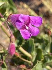 Penstemon heterophyllus