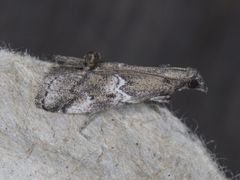 Alpheias transferens