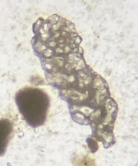 Spiroplectamminoidea