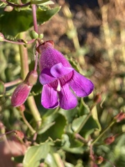 Penstemon heterophyllus