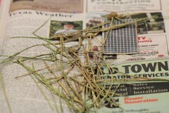 Cyperus blepharoleptos