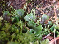 Pellia neesiana