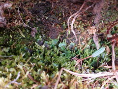 Pellia neesiana