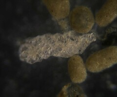 Spiroplectamminoidea