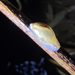 Succineidae