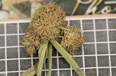 Cyperus blepharoleptos