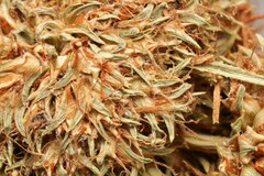 Cyperus blepharoleptos