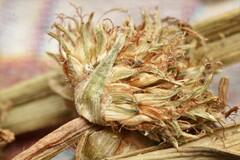 Cyperus blepharoleptos