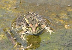 Lithobates neovolcanicus