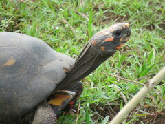 Chelonoidis carbonarius