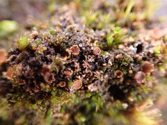 Psoroma hypnorum