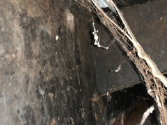 Engyodontium aranearum