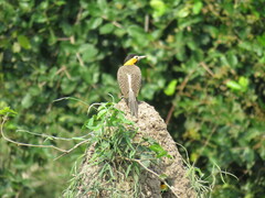 Colaptes campestris campestris