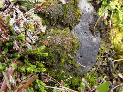 Psoroma hypnorum