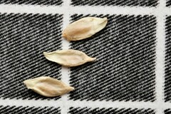 Cyperus blepharoleptos