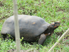 Chelonoidis carbonarius