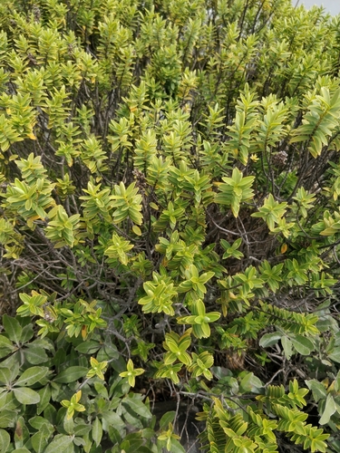 Veronica brachysiphon, photograph 2