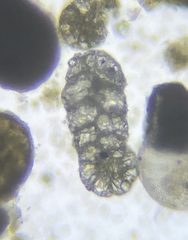 Spiroplectinella wrightii