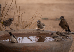 Cercotrichas coryphoeus