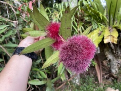Syzygium wilsonii