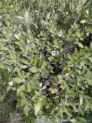 Olearia avicenniifolia