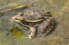 Lithobates neovolcanicus