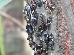 Catasticta teutila