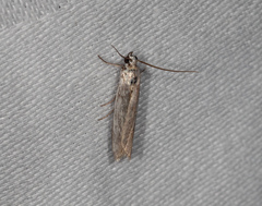 Homoeosoma vagella