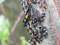 Catasticta teutila