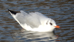 Chroicocephalus ridibundus