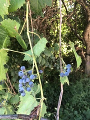 Vitis riparia