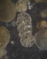 Spiroplectinella wrightii