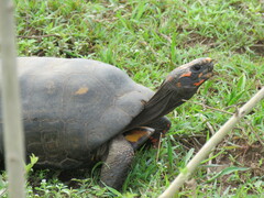 Chelonoidis carbonarius