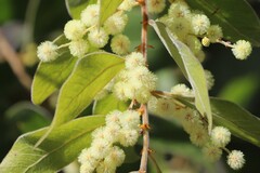Acacia holotricha
