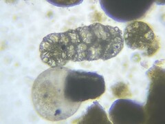 Spiroplectinella wrightii