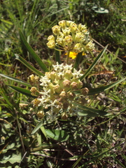 Asclepias mellodora