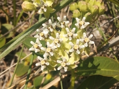 Asclepias