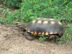 Chelonoidis carbonarius