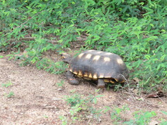 Chelonoidis carbonarius