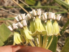 Asclepias